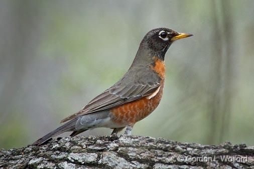 Robin On A Log_41046.jpg - American Robin, Turdus migratoriusPhotographed along the Gulf coast near Rockport, Texas, USA.